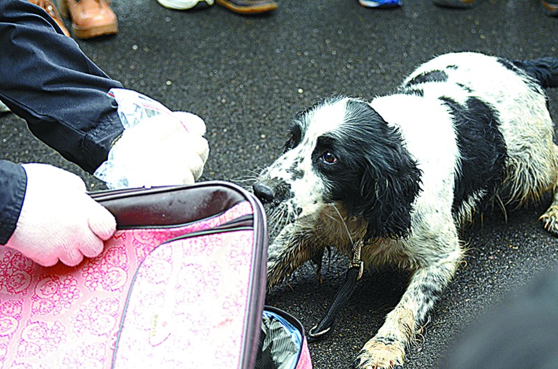 【組圖】警犬鬥士撒歡秀絕活 緝毒搜爆本事都不小(組圖)