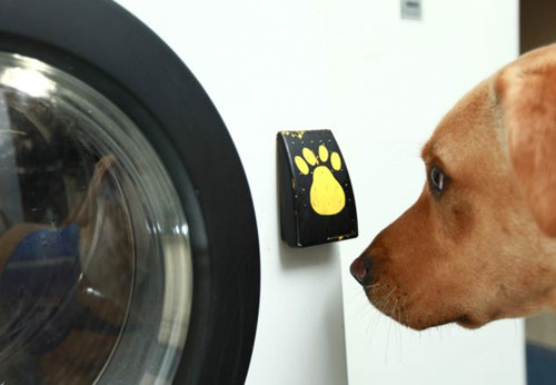 发明家米德尔顿与一家慈善机构合作开发了能够完全由工作犬操作的洗衣机。