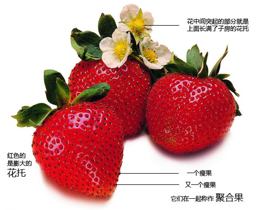 草莓子房图片