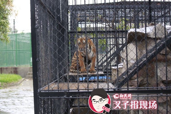 上海動物園一飼養員打掃虎籠時疑被華南虎咬死