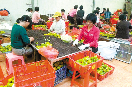 梁建林的柑普茶製作工場,解決了當地農村富餘勞動力的務工問題.