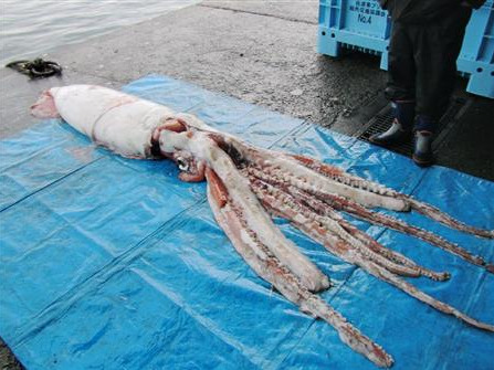 日本新潟县渔民在海湾捕获4米长巨型墨鱼(图)