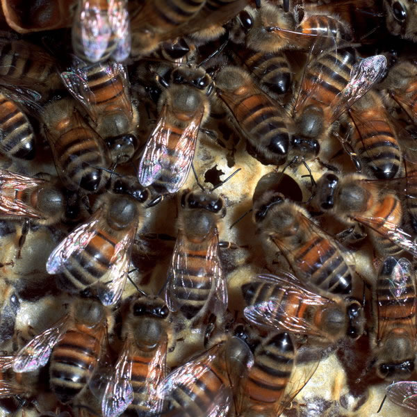黄蜂(wasps),蚂蚁(ants)和一些蜜蜂(bees)出现了使用非易失性饱和烃的   