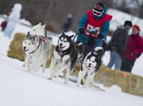 图文 加拿大狗拉雪橇比赛 男子与他的雪橇犬