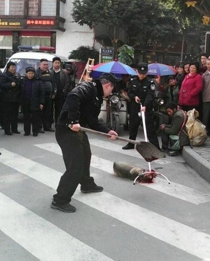 在南充閬中某街上,一隻流浪狗被警察拿著鋼叉和鐵鍬當街打死(注:網絡