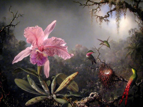 »Cattleya Orchid and 3 Brazilian Hummingbirds