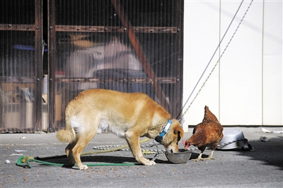 南相马市小高区�泽。体贴的狗儿让鸡分享自己的饲料，一方面却对人类狂吠。一只坚定守护家园的忠狗。