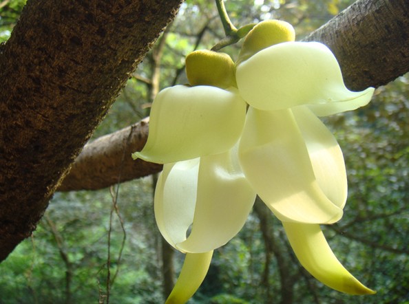 【組圖】禾雀花開 清香溢遠—-清遠市花推廣活動拉開帷幕(組圖)