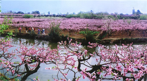   龍泉被稱為桃花故里,每年三月,龍泉山1700餘萬株桃花