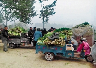 央视报道中牟芹菜滞销