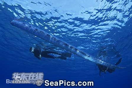 5米活體白龍王體 白龍王又稱皇帶魚