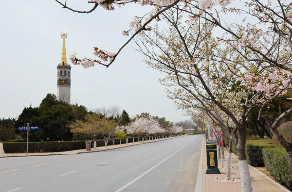 大连旅顺 一树樱花半部中国近代史