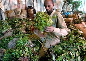 新毒品阿拉伯茶奶茶流入中国喝茶需警惕组图