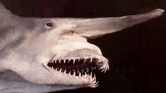 哥布林鲨图片真实图片图片