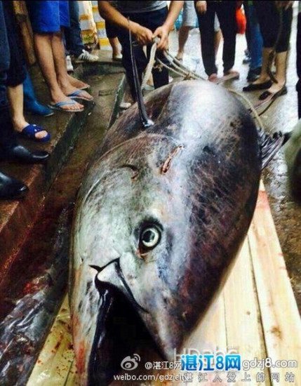 渔民捕获巨型蓝鳍金枪鱼 预估可卖上千万元