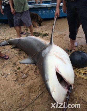 惠州渔民捕获500斤大鲨鱼
