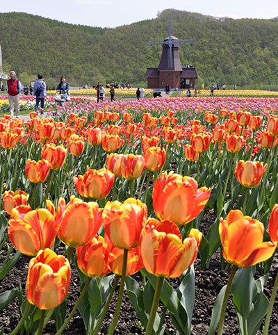 日本北海道百万株郁金香绽放 编织花海美景(图)