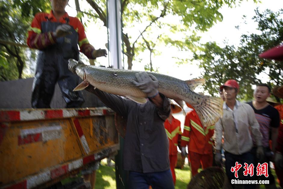 佛山一公园湖内鱼密度过大 2万斤鱼被填埋