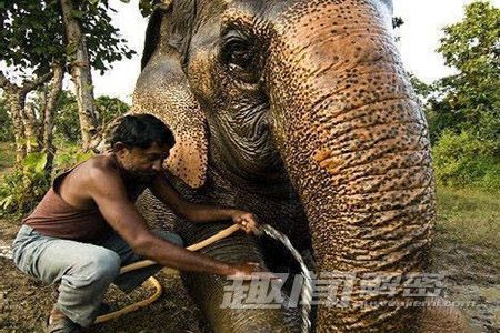 【組圖】世界十大最長壽動物:120歲巨蟒現身香港(組圖)