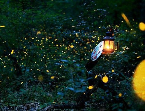 【组图】夏夜流萤 盘点沪上萤火虫观赏圣地(组图)