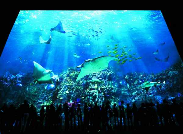 寻鲨探秘 香港海洋公园今夏掀鲨鱼风暴