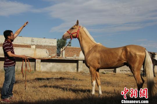 31匹汗血寶馬入境新疆體力漸恢復(圖)