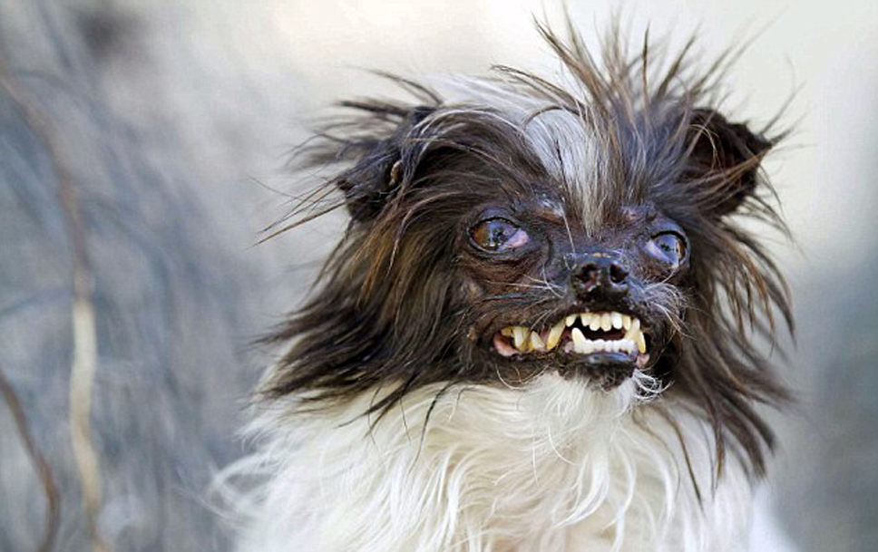 世界最丑狗大赛结果出炉主人获1500美元奖金