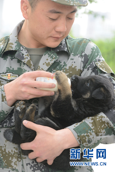 新疆军区军犬豆豆成长记(组图)