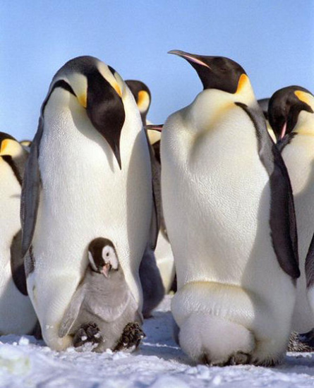 资料图:南极皇帝企鹅