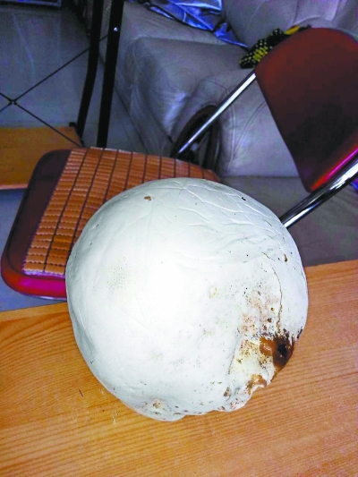 雨后野外长蘑菇 专家建议:这些野生蘑菇尽量别吃(图)