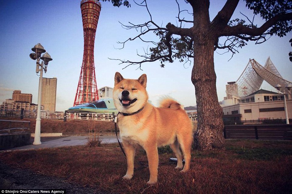 日本幸福的柴犬 睡覺也不停止微笑(組圖)