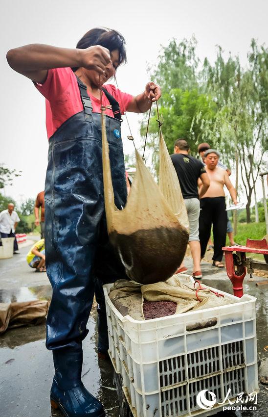 捞鱼虫图片