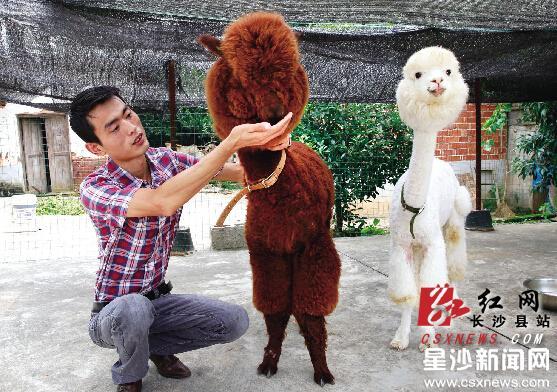 虽然每只羊驼的出场费是3500元/天,但不算其它费用,两只羊驼每月的饲养成本就要2000多元。 刘晓东 摄