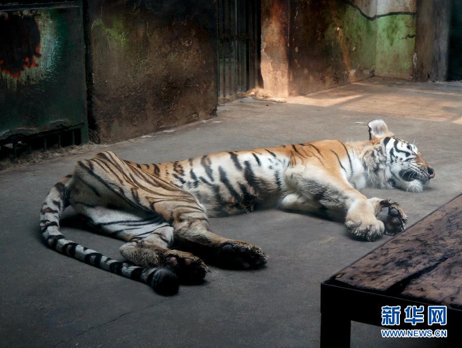 天津动物园一老虎骨瘦如柴 系因患病并非“饿瘦”