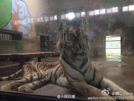天津动物园老虎骨瘦如柴（图片来自微博）