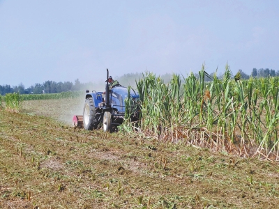 河南重旱区农民铲除绝收玉米养地待种小麦图