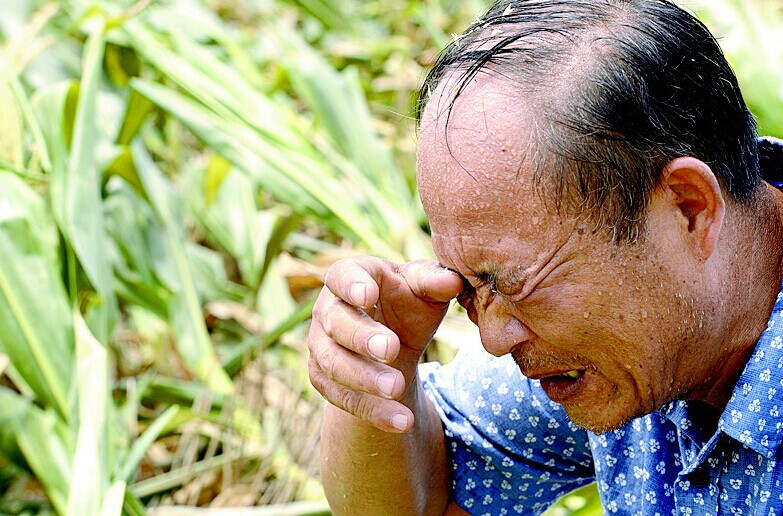 3日，襄州区双沟镇东王岗村2组，面对数千亩即将绝收的玉米，烈日下，村支书王德志的脸上已分不清是汗水还是泪水。