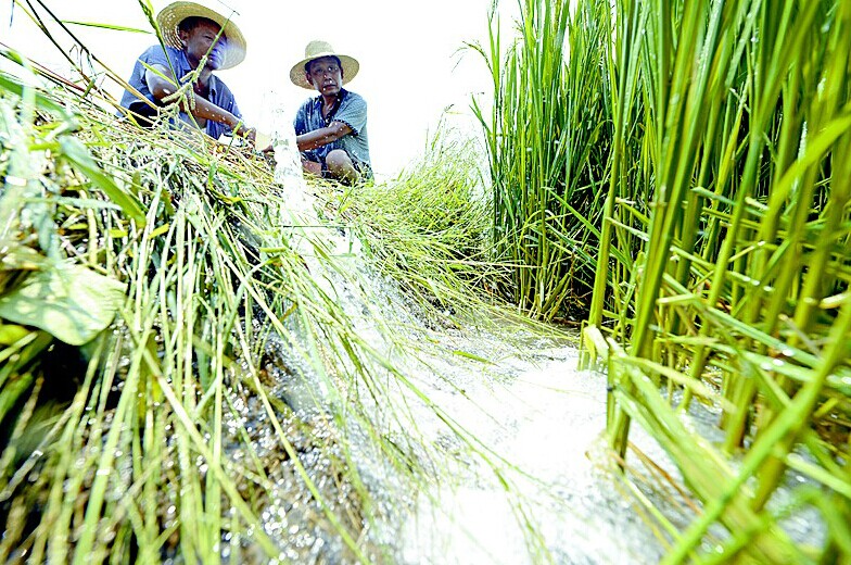 昨日，云梦县曾店镇大方村村民迫不及待地用刚刚打好的机井抽水浇灌水稻。