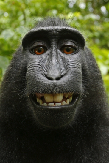 布里斯托大学法学教授参评大猩猩的自拍照引发的争议