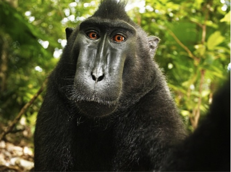 布里斯托大学法学教授参评大猩猩的自拍照引发的争议