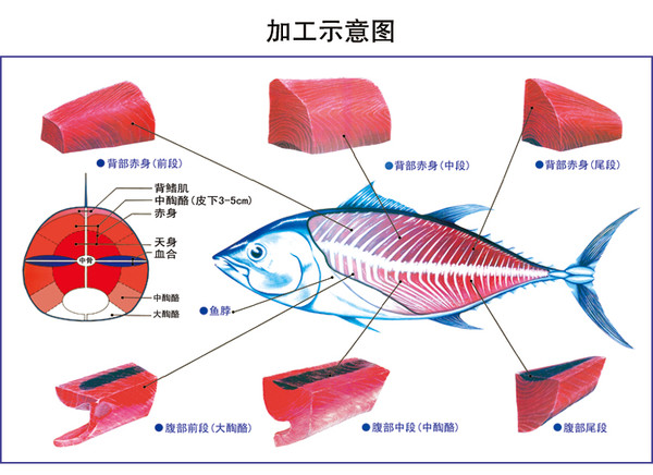 的解释,但是简单点说,它就是三个字—大肥鱼,一种又大,又肥的,大鱼