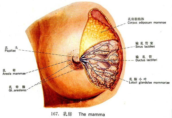 乳房秘密(1) 乳房的生理結構