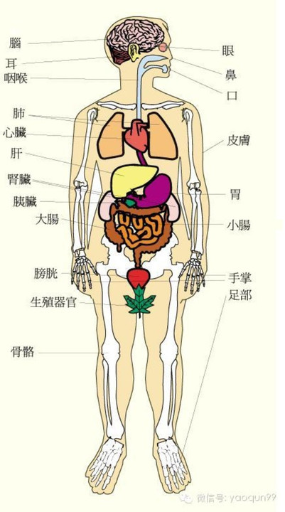人体结构图位置疼痛图片