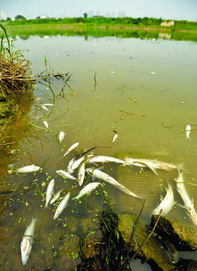 瀏陽河上游突現大面積死魚(組圖)