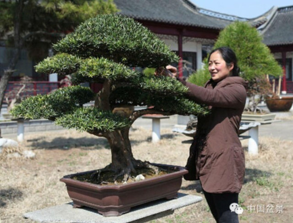 龙川盆景艺苑图片