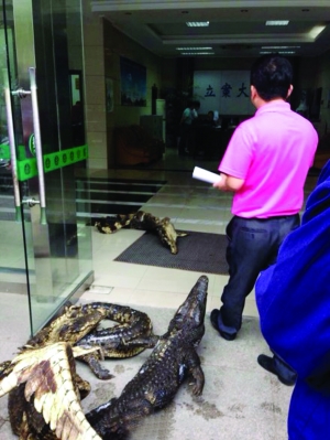 5条鳄鱼堵在扬州仲裁委办事大厅门口 网络图片