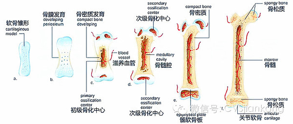 骺软骨是长骨两端的软骨,骺软骨(骺板)为人体的二次骨化中心,从
