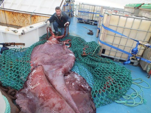 科学家解剖350公斤巨型鱿鱼 拥有3颗心脏(图)