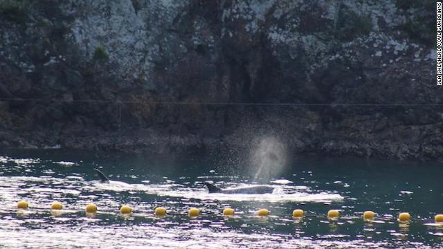 中新网9月25日电  据美国有线电视新闻网CNN报道，环保组织“海洋守护者协会”Sea Shepherd称，日本渔民于当地时间16日开始了新一季的捕杀海豚活动。