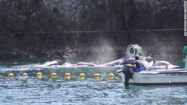 中新网9月25日电  据美国有线电视新闻网CNN报道，环保组织“海洋守护者协会”Sea Shepherd称，日本渔民于当地时间16日开始了新一季的捕杀海豚活动。